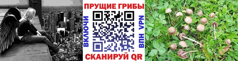 Псилоцибиновые грибы Psilocybine cubensis  Полтавская 